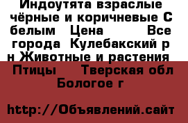 Индоутята взраслые чёрные и коричневые С белым › Цена ­ 450 - Все города, Кулебакский р-н Животные и растения » Птицы   . Тверская обл.,Бологое г.